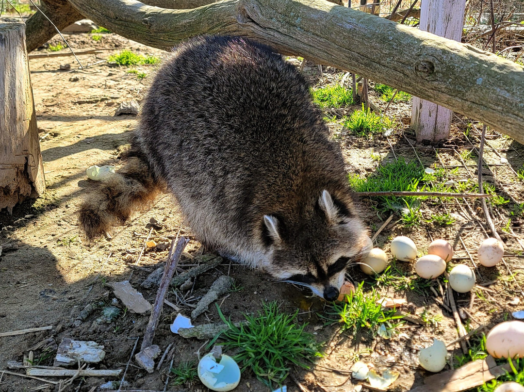 3 Palms Zoo & Education Center-Townsend必去景点