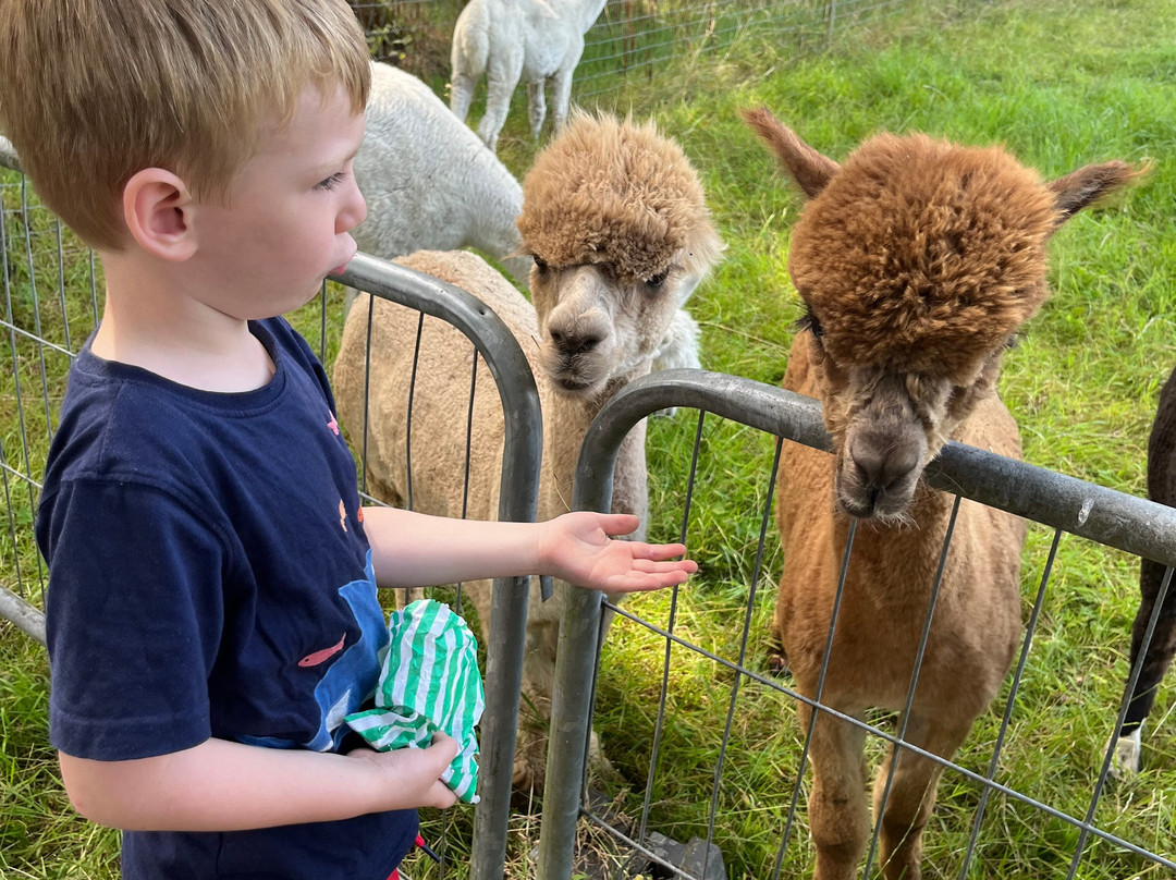 Petlake Alpacas of the New Forest景点图片