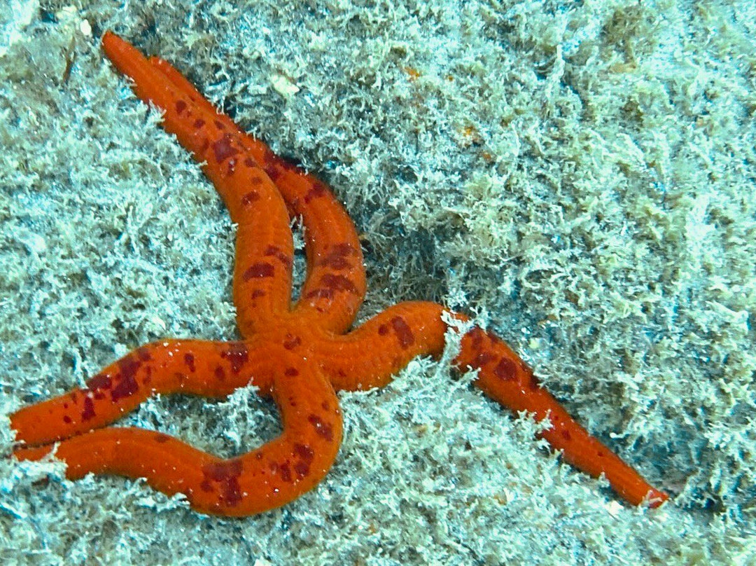 Azzurro - Dive Academy | Azores-Rabo de Peixe必去景点