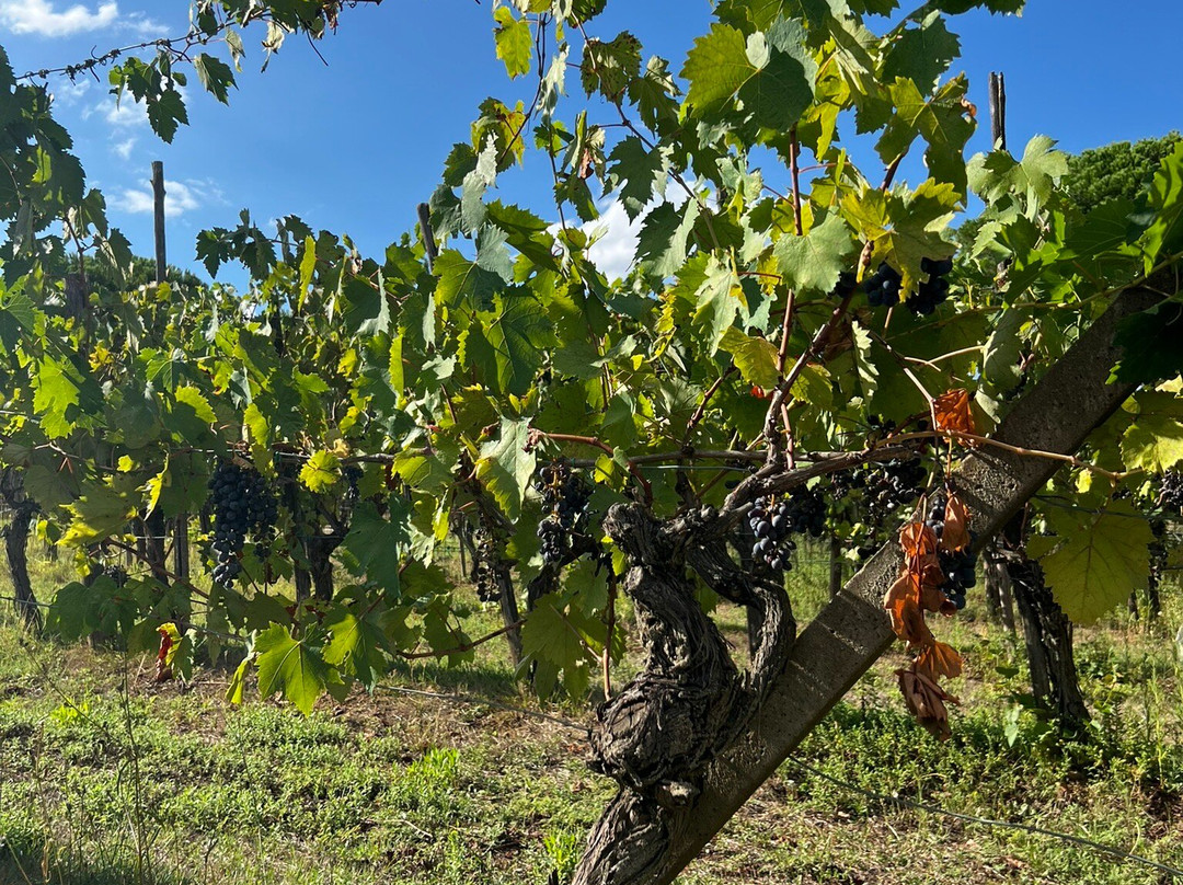 Podere San Quirico主图
