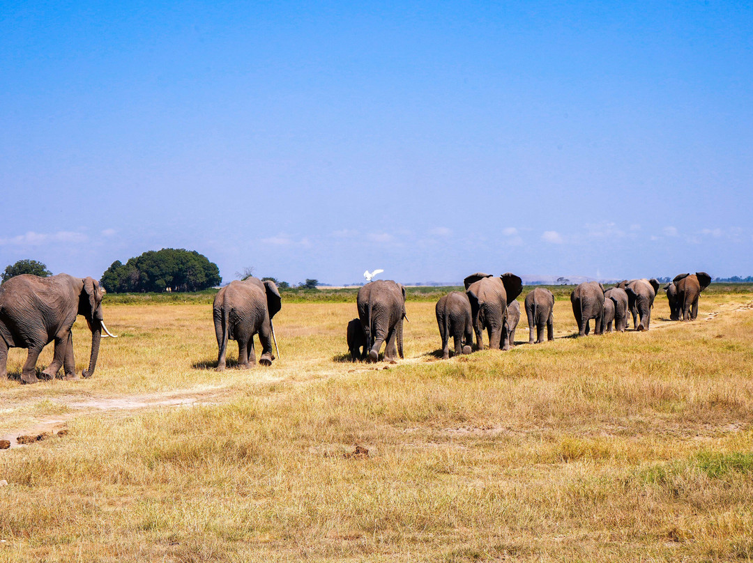 Utopia safaris-阿鲁沙必去景点