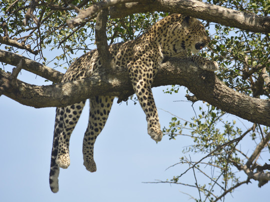 WILD TRACKERS ADVENTURES-阿鲁沙必去景点