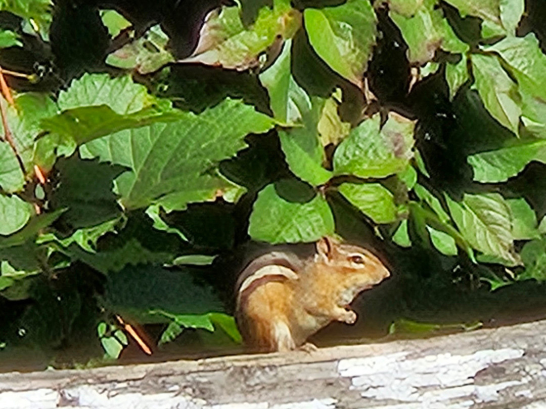 Fair Wind Motel & Cottages主图