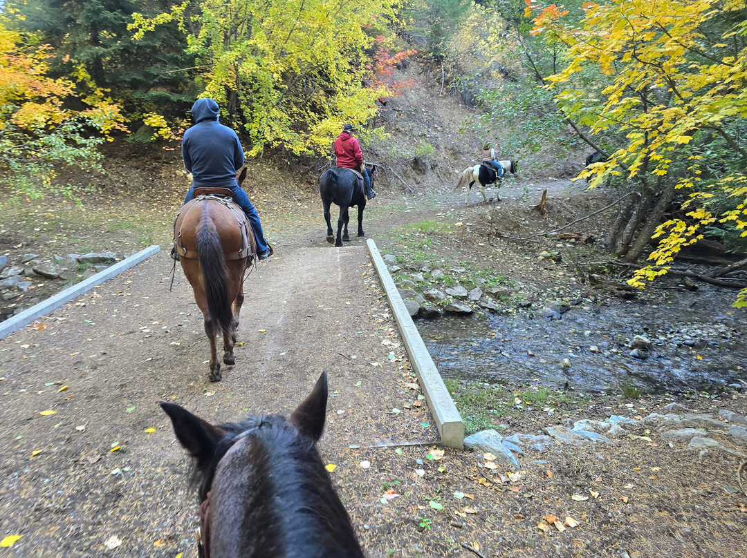 Wild At Heart Horse Rides景点图片