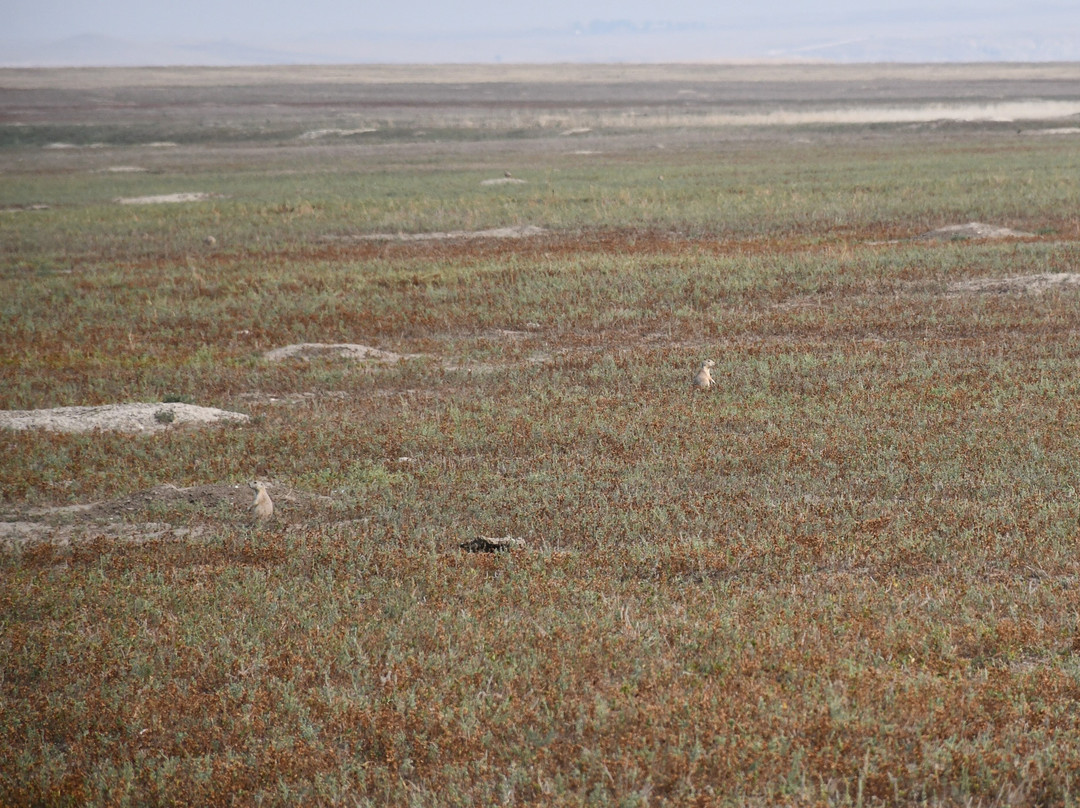 Roberts Prairie Dog Town-恶地国家公园必去景点
