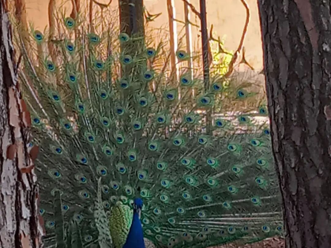 Parque Da Água Branca-圣保罗必去景点