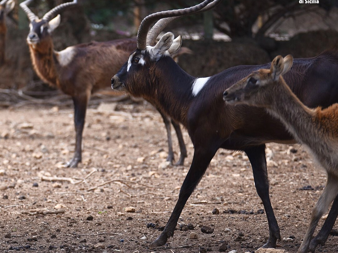 Bioparco Di Sicilia景点图片