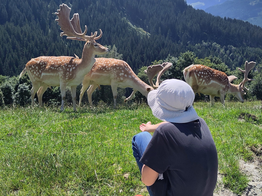 Wildpark Aurach景点图片