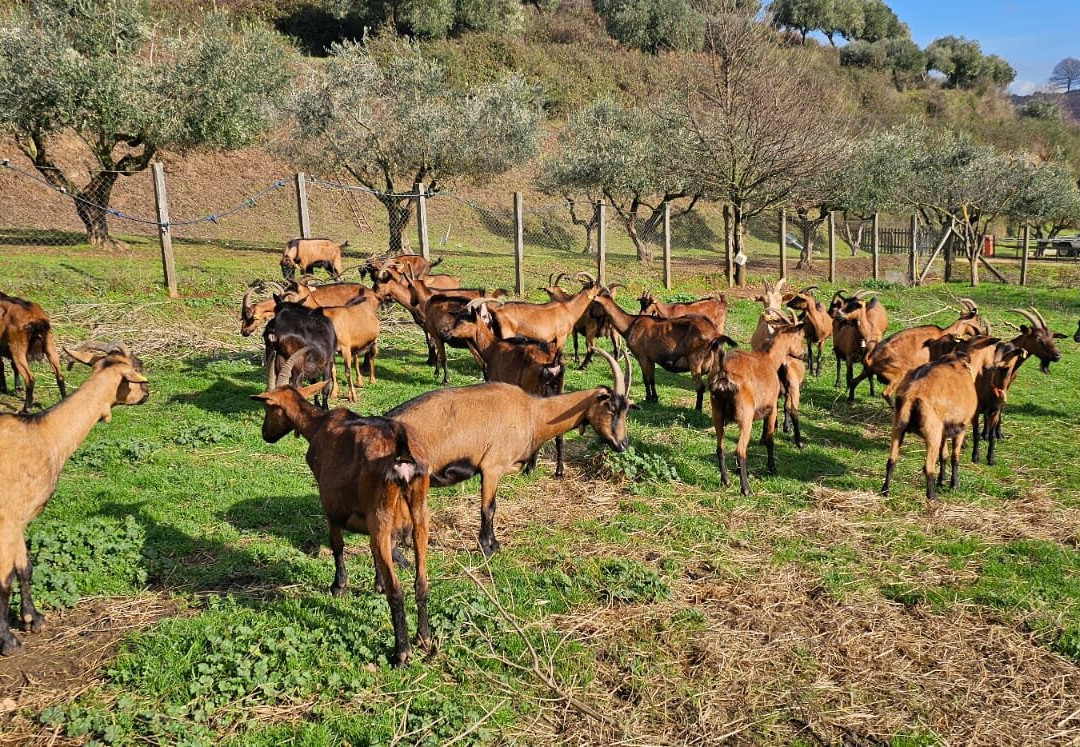 Agriturismo La Rocca Dei Briganti主图