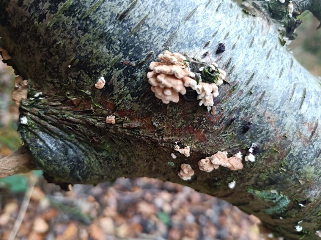 North Cliffe Wood Nature Reserve景点图片