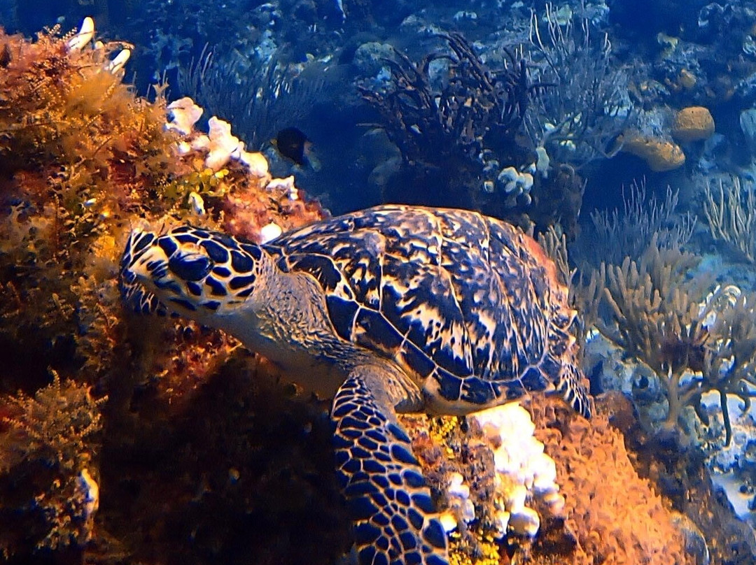 Columbia Reef景点图片