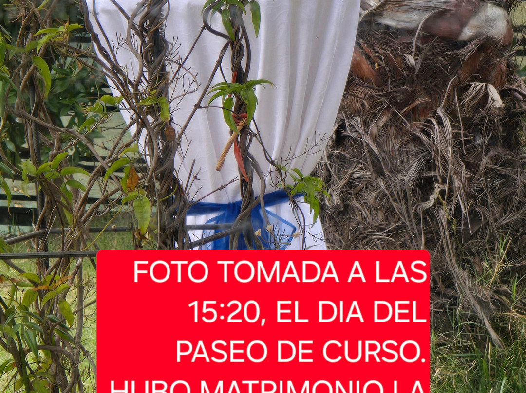 Cisnes De Palmares-Limache必去景点