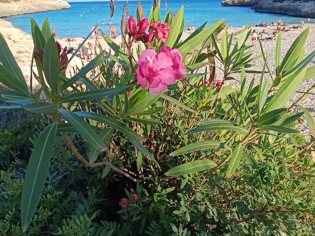 Platja de Cala Mendia