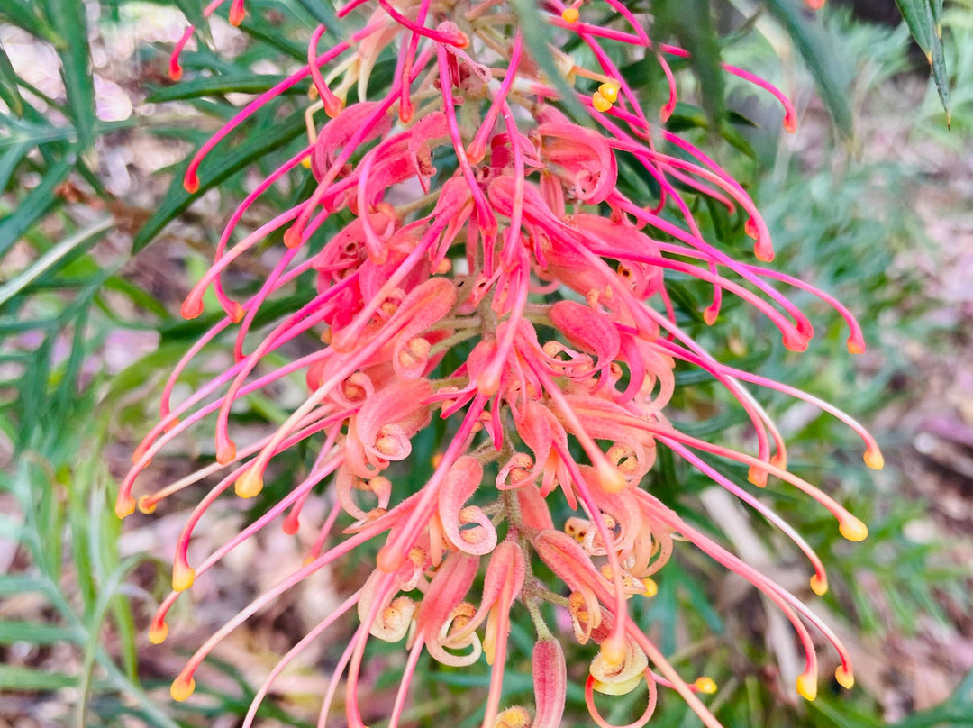 Ash Wednesday Memorial Park-Beaconsfield Upper必去景点