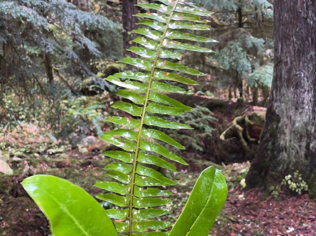 Bagby Hot Springs-Estacada必去景点