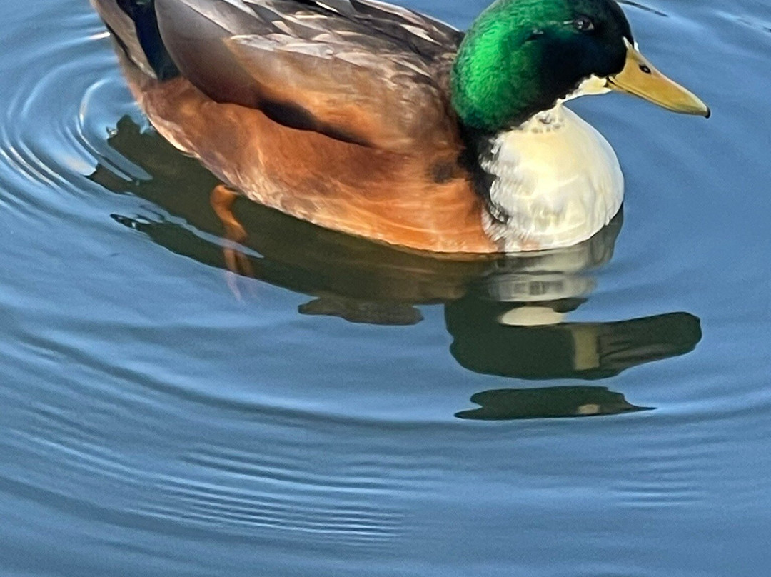 Reston Valdemoro主图