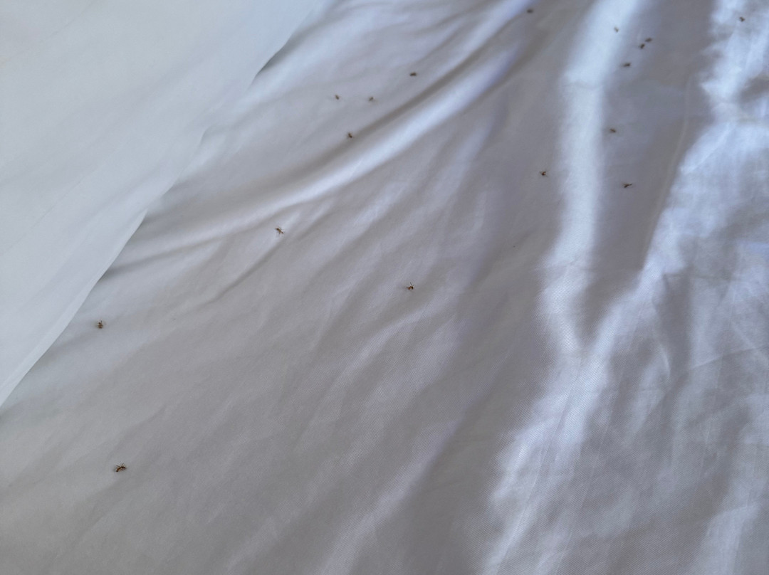 Siargao Latitude 10主图