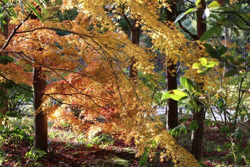 Japanese Garden-吹田市必去景点