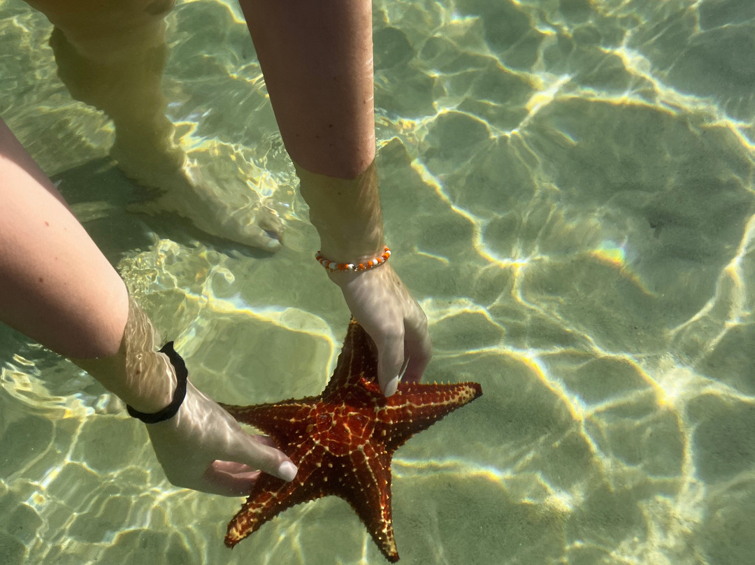 Fat Fish Adventures-大开曼岛必去景点