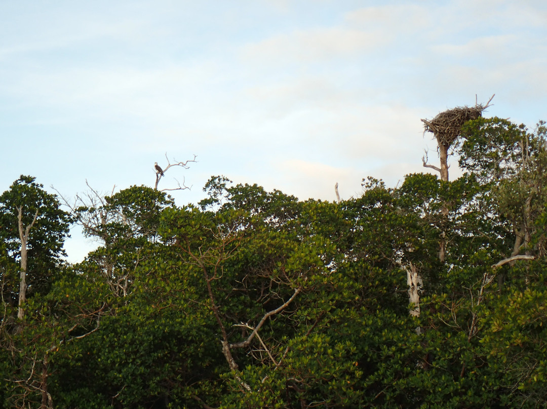 Everglades Boat Tours景点图片