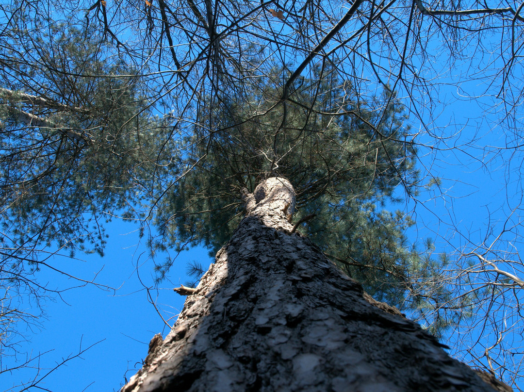 Bosco Chignolo-Triuggio必去景点