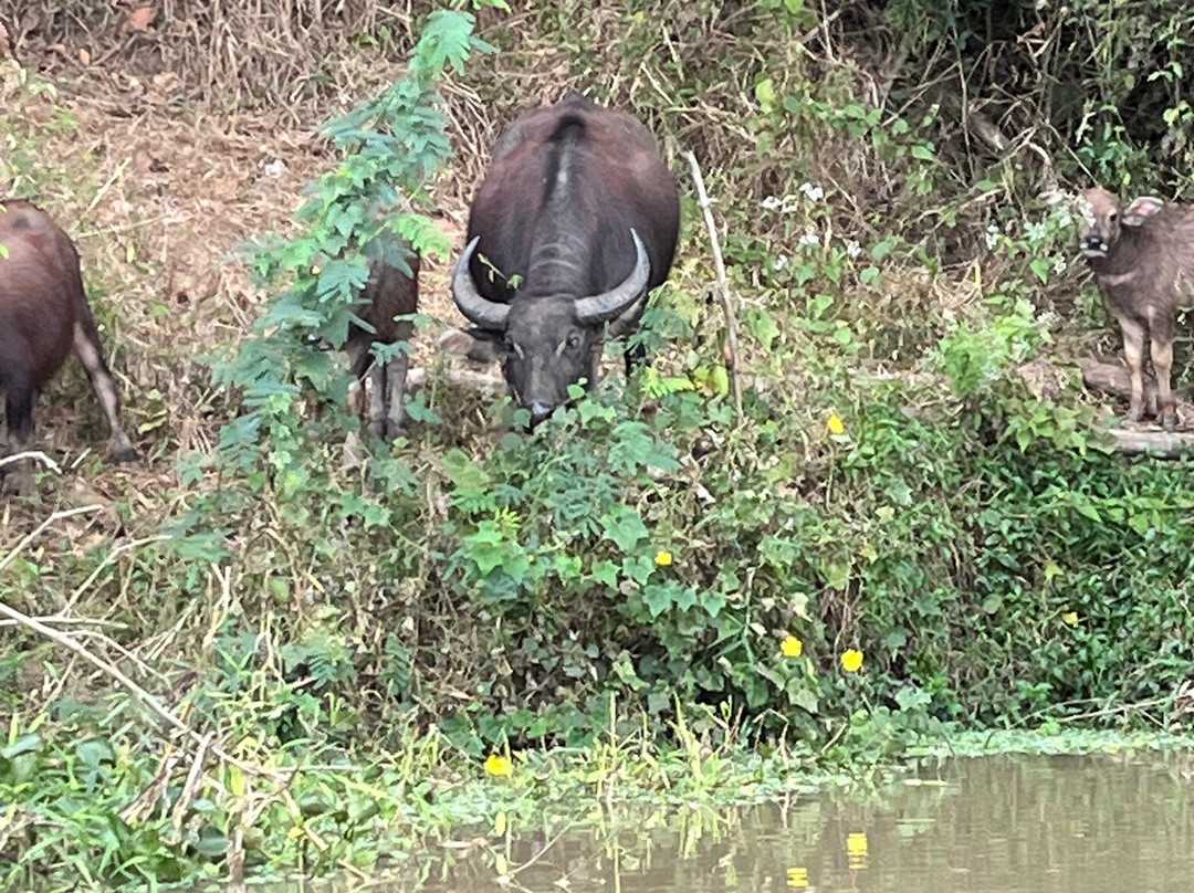 Yok Don National Park-Ea Huar必去景点