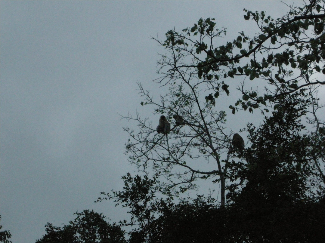 Borneo Authentic Adventure-兵南邦必去景点