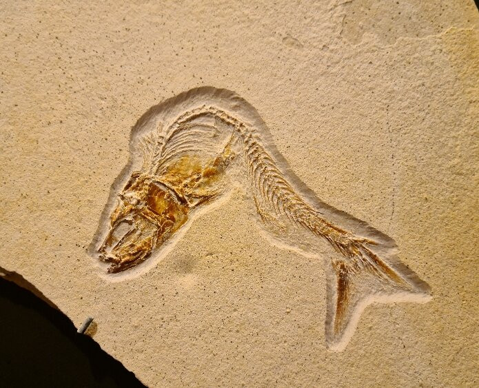 Naturkunde-Museum Bamberg-班贝格城必去景点