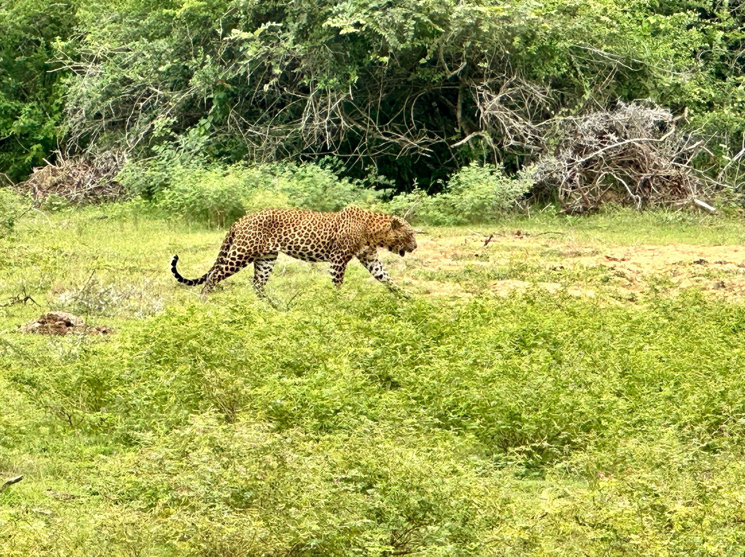 Yala Safari With Tharindu Gihan-蒂瑟默哈拉默必去景点