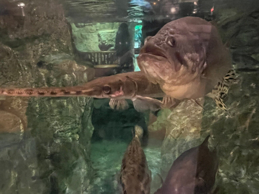 Bass Pro Shops-达尼亚滩必去景点