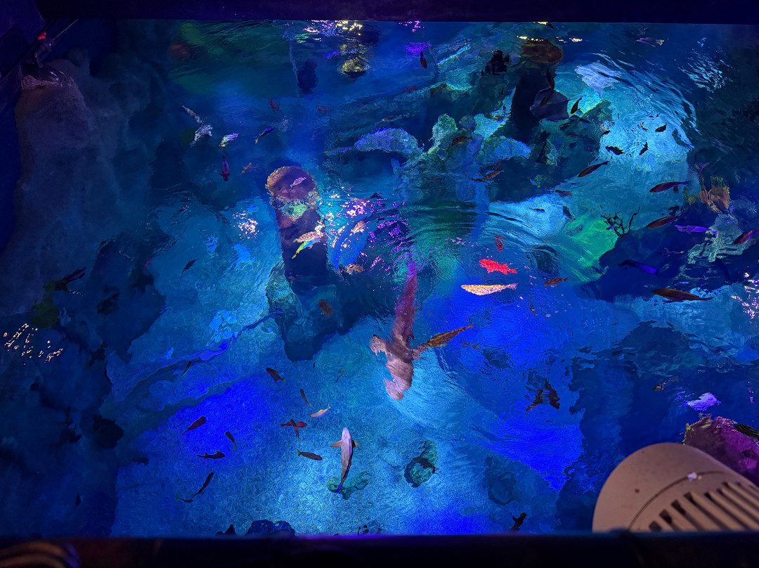 SEA LIFE Nagoya-名古屋市必去景点