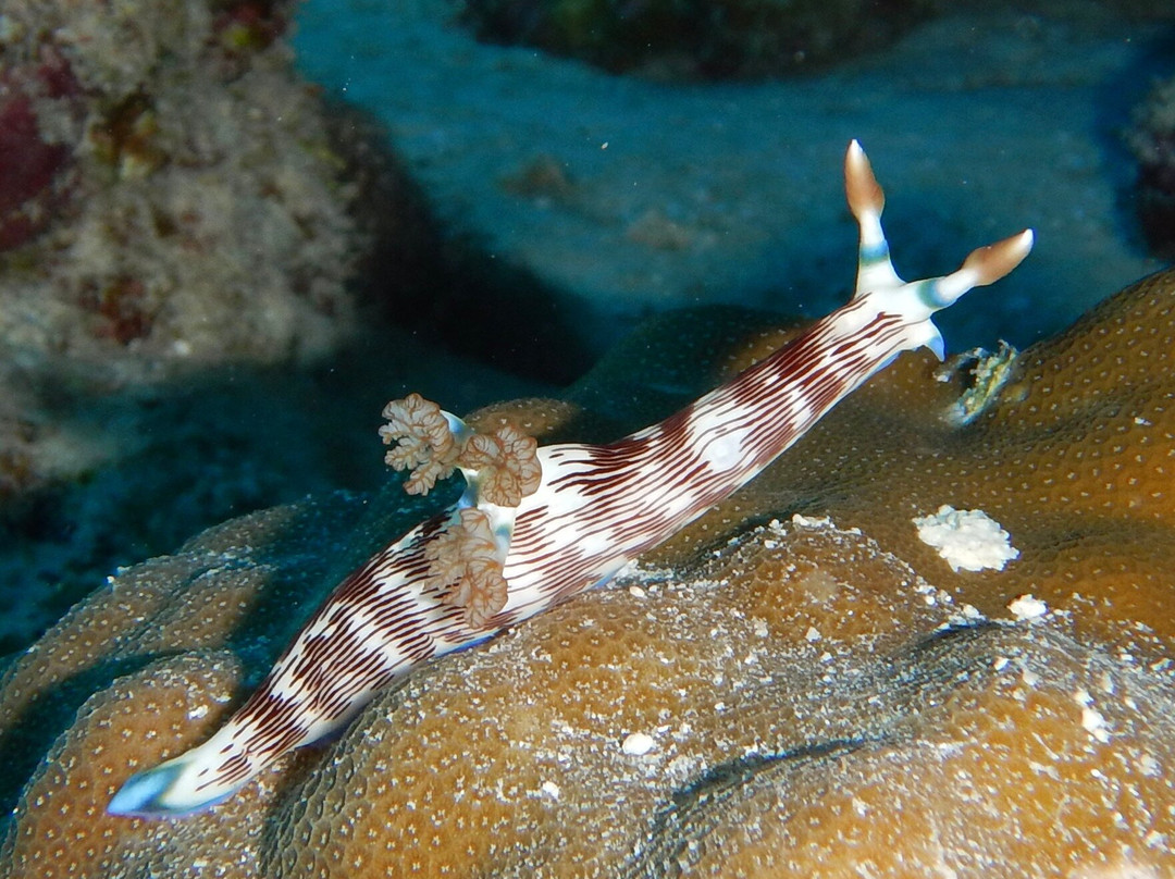 Cocos Dive Day Trips-科科斯（基林）群岛必去景点