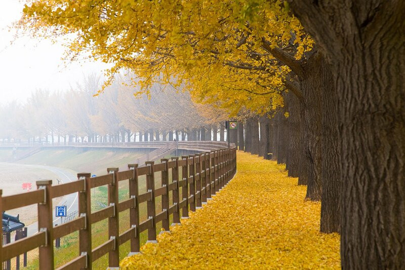 Gingko Tree Road-牙山市必去景点