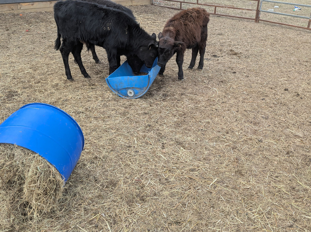 El Abidine Mosque-迦太基必去景点