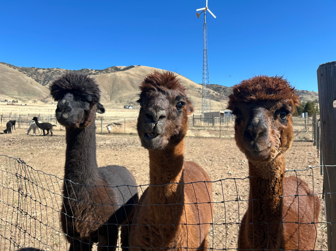 Adorable Alpacas-特哈查比必去景点