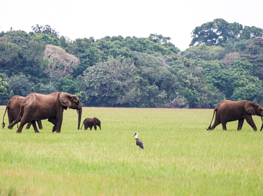 Gabon Highlights Tourism-Lope Wildlife Reserve必去景点
