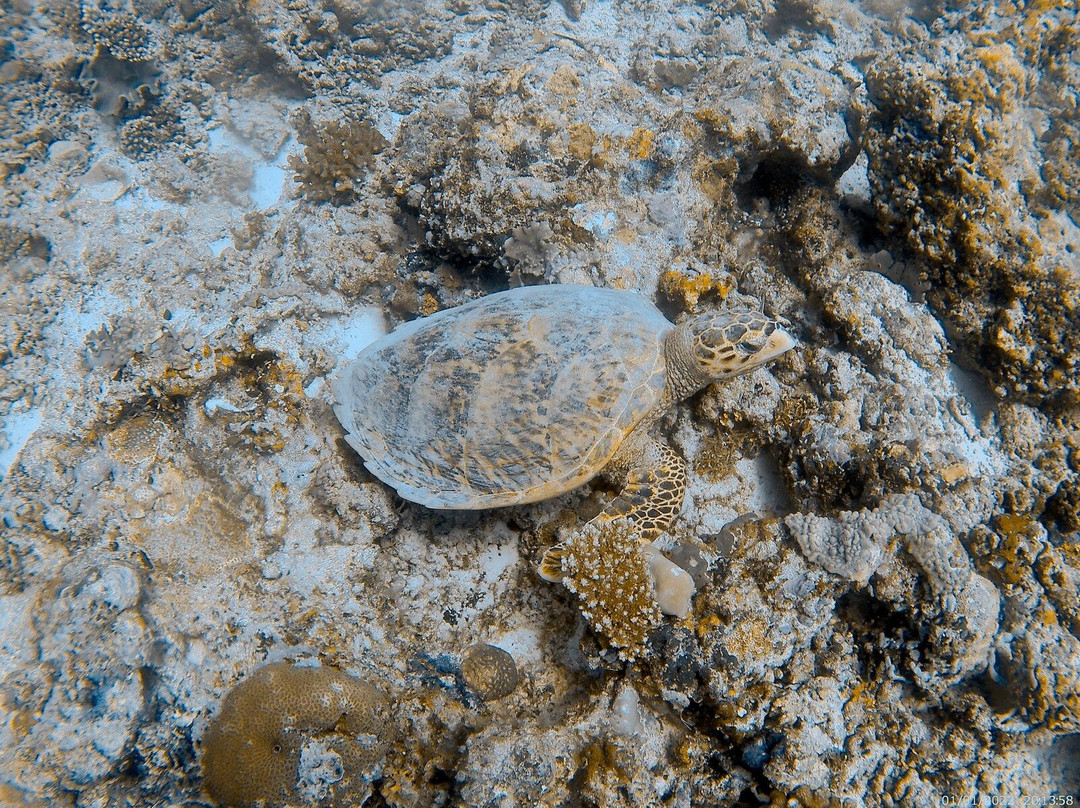 Sea Star Diving Center-马累必去景点