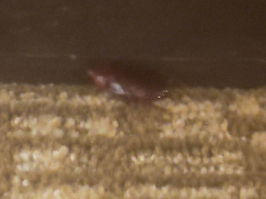 Comfort Inn Greensboro - Kernersville主图