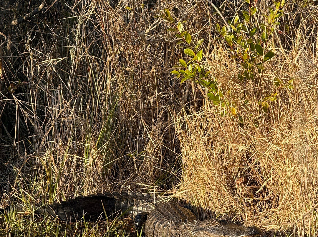 Okefenokee Adventures-Folkston必去景点
