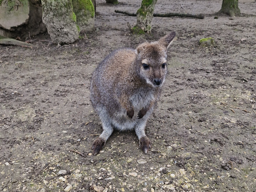 Bioparc Genève Pierre Challandes-Bellevue必去景点