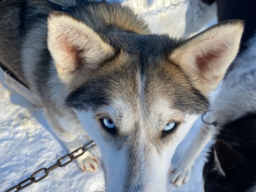 Passion Husky景点图片