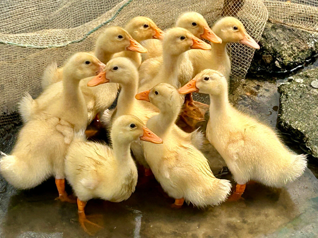 Tam Giang Lagoon-顺化必去景点