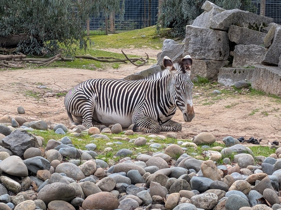Sacramento Zoo-沙加缅度必去景点