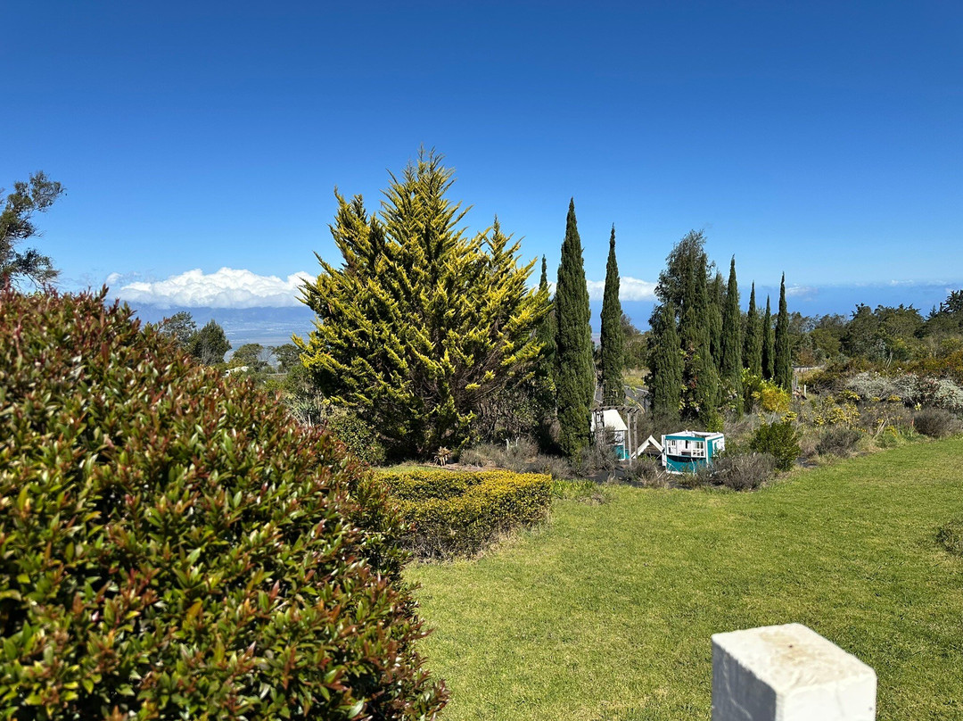 Maui Tea Farm-库拉必去景点