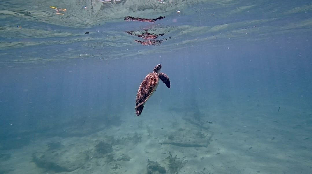 Vieques Snorkel Tours-维切克岛必去景点