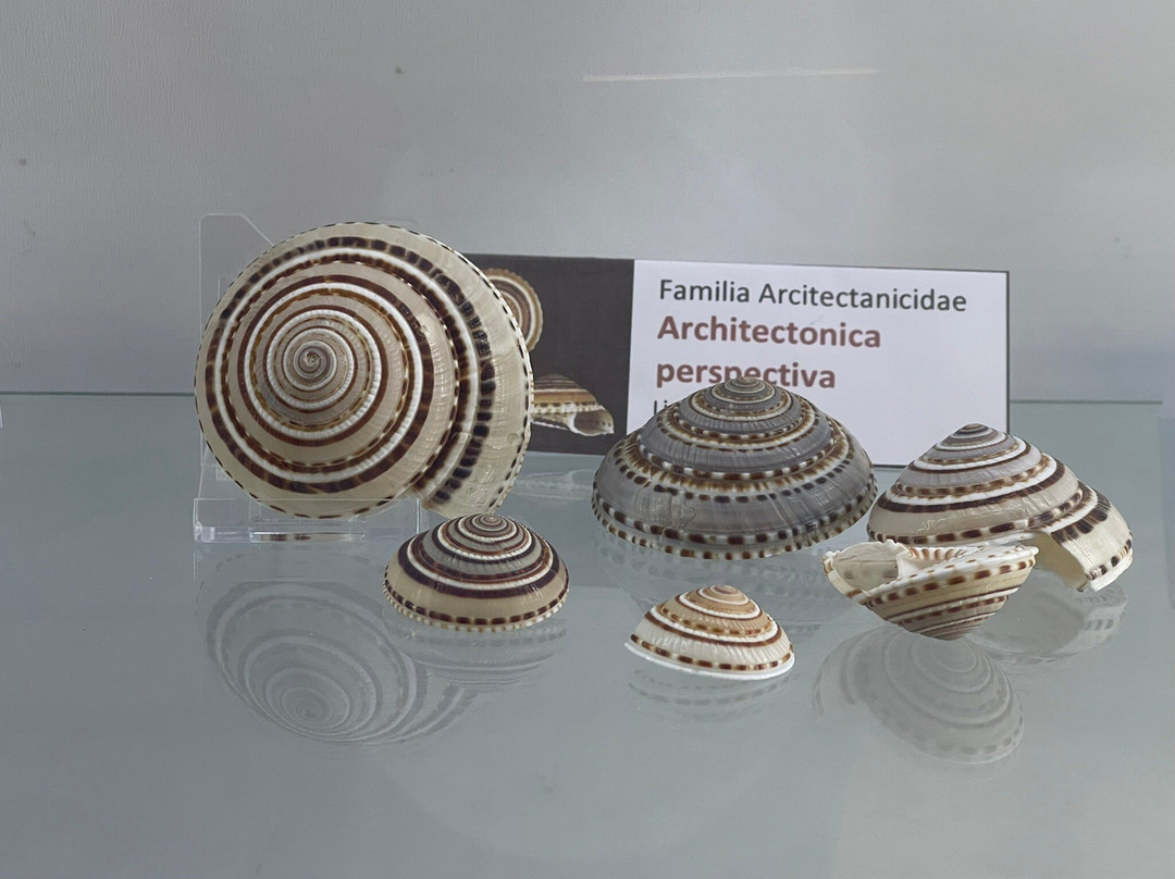 Sea Museum-阿里卡必去景点