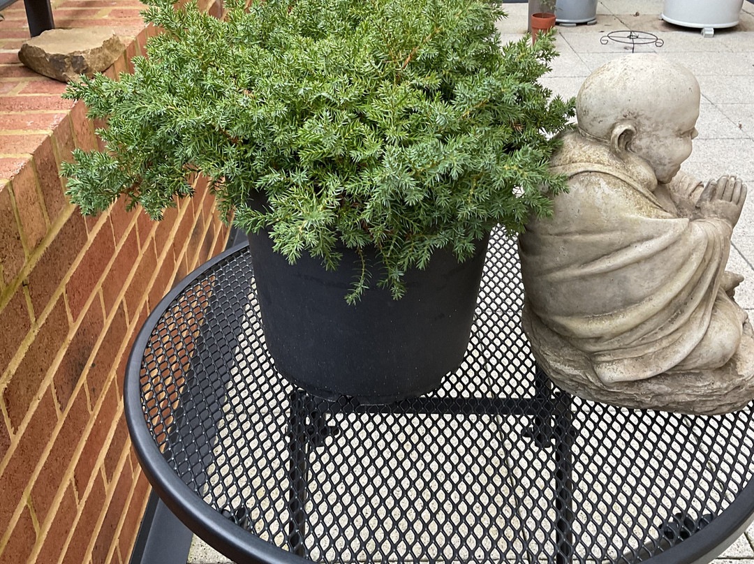 Create a Bonsai with Streamside Trees-Fleet必去景点