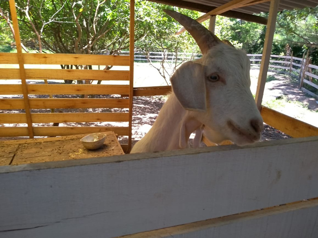 Hotel Fazenda Estancia Torre De Pedra主图