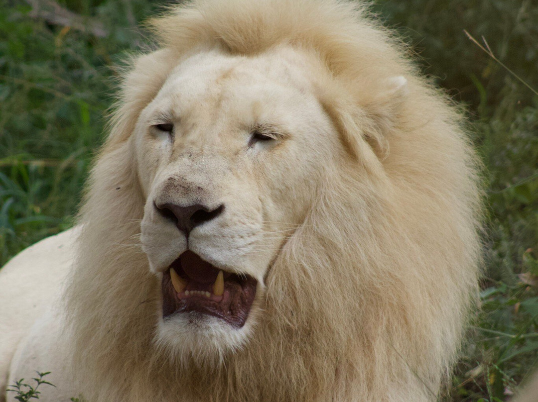 Bushbaby Adventures-伐拉博瓦必去景点