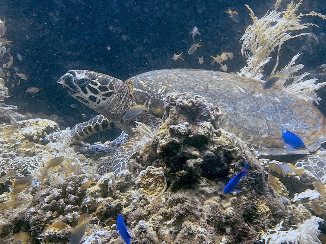 Bernds Tauchsafari-安达必去景点